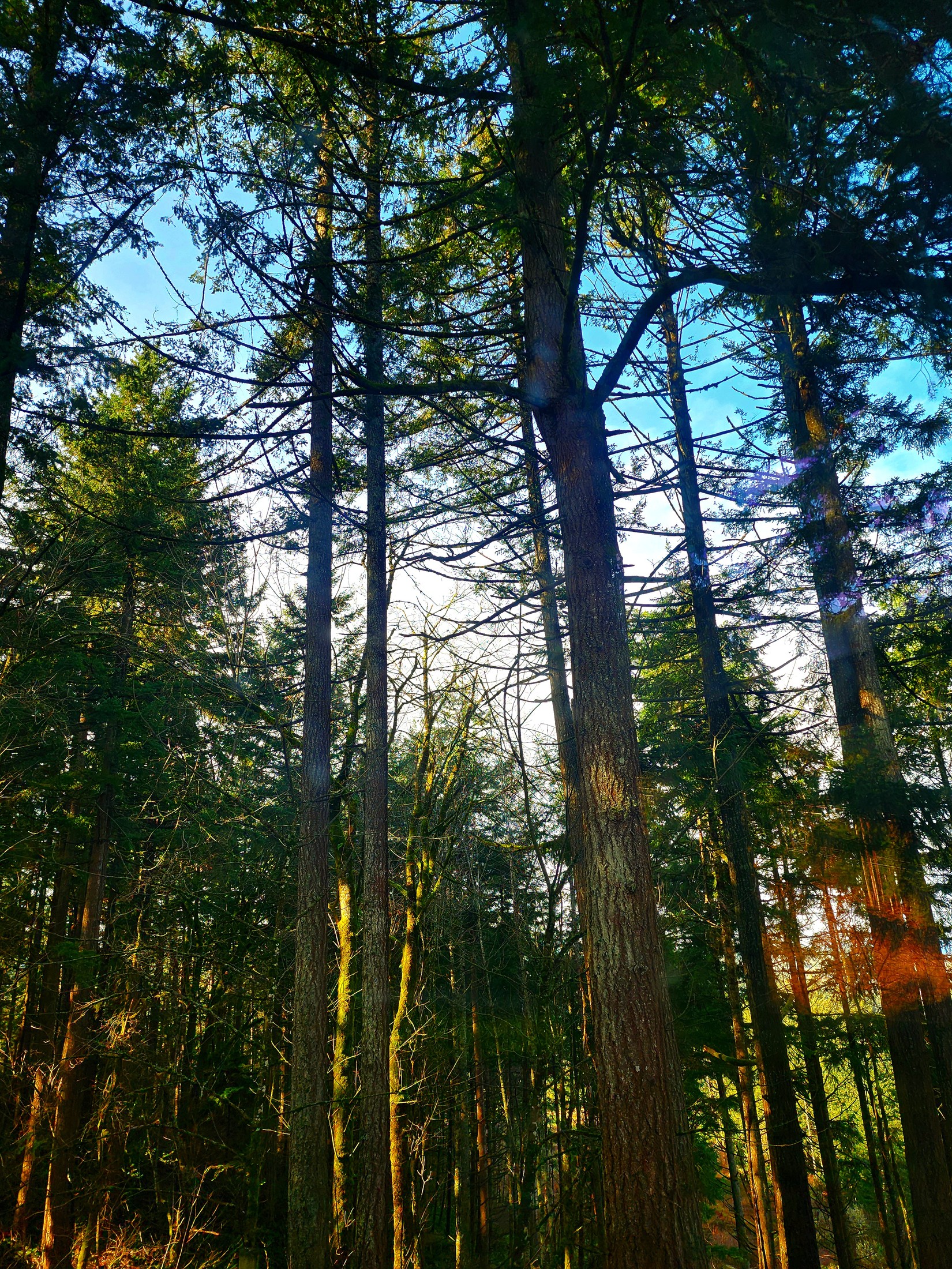Sunlight filtering through a stand of tall evergreen trees.